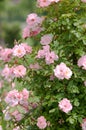 Abundant bloom of climbing semi double pink Rose Clair Martin